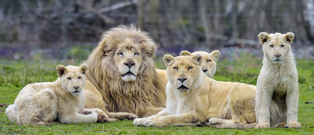 Parcs zoologiques Lumigny