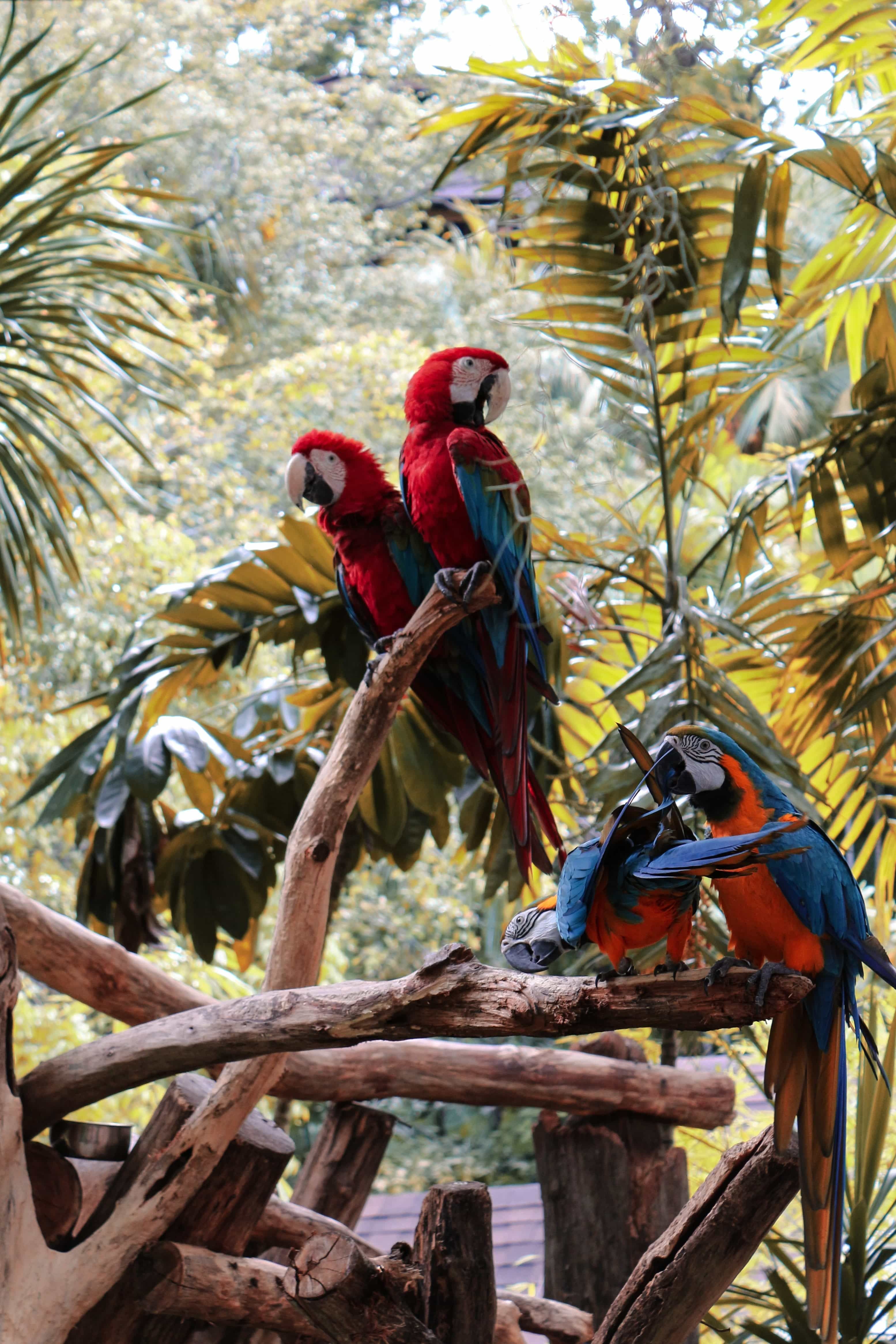 Parrot World
