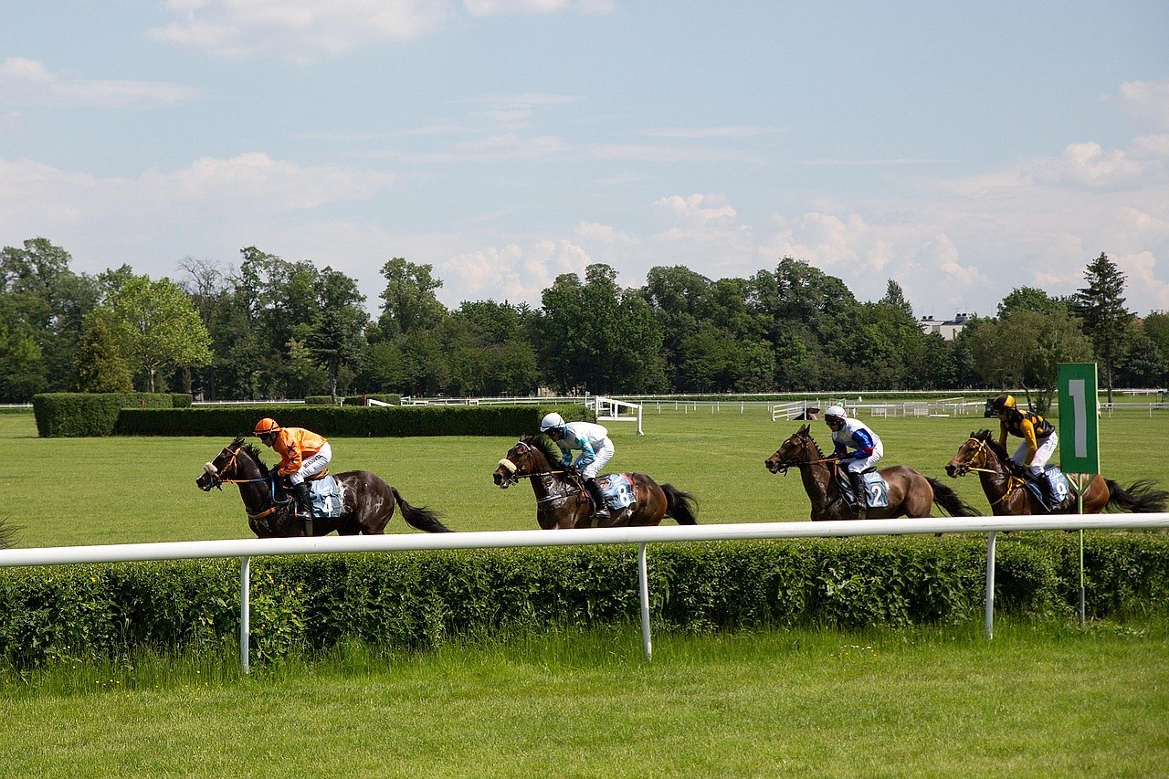 Jockeys racing thoroughbreds at full gallop on a flat turf course