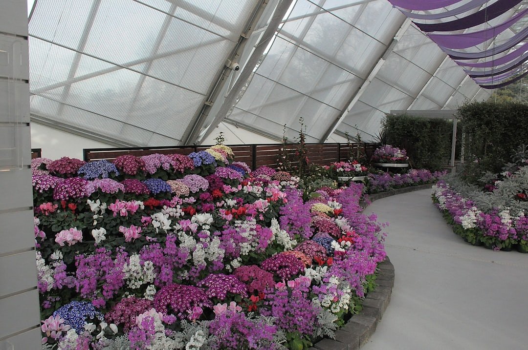 A greenhouse filled with purple and white flower displays, evoking the Great Marquee interior