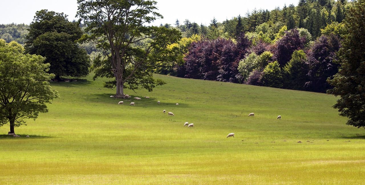Rolling green hills of the South Downs in West Sussex, the setting for Goodwood Racecourse