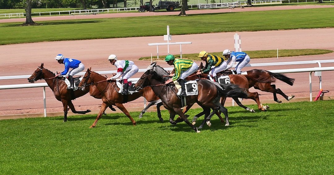 Flat horse racing action on a turf track
