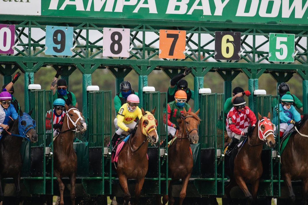 Horses and jockeys lined up at the starting gate before a flat race