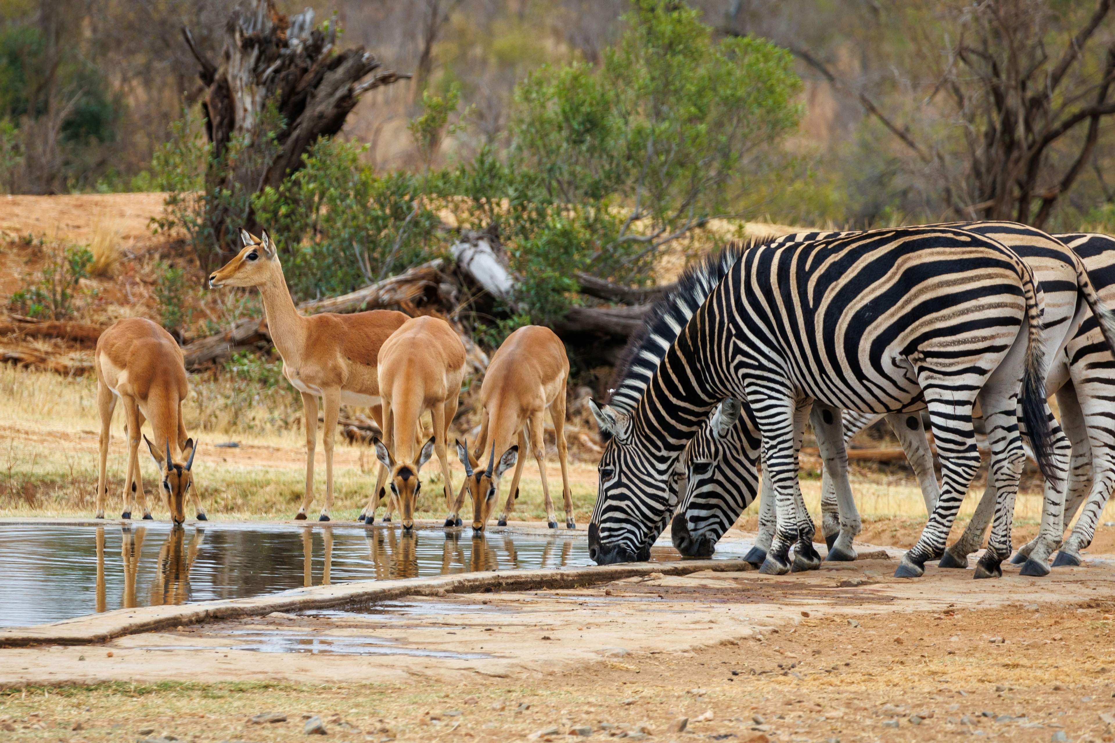 Full day game drive at Kruger National Park