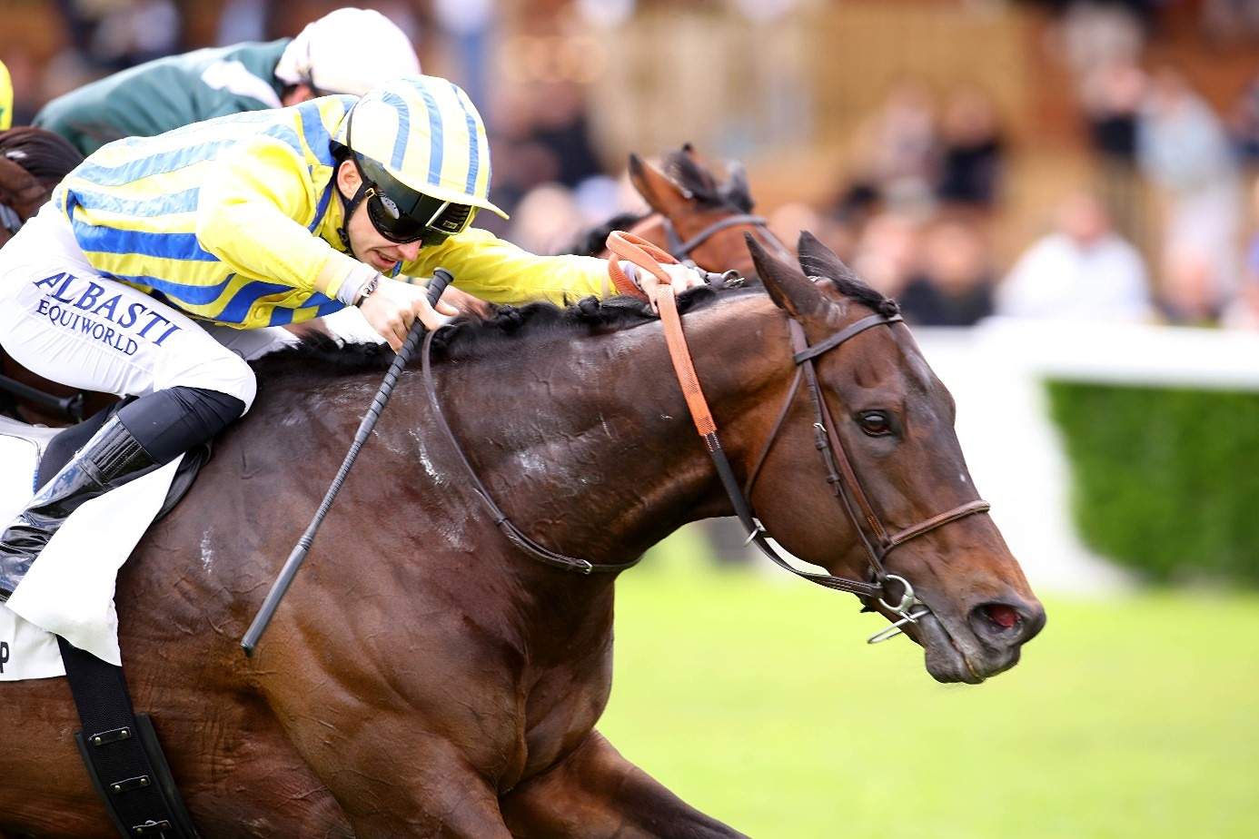 Jockey riding a thoroughbred racehorse at full gallop