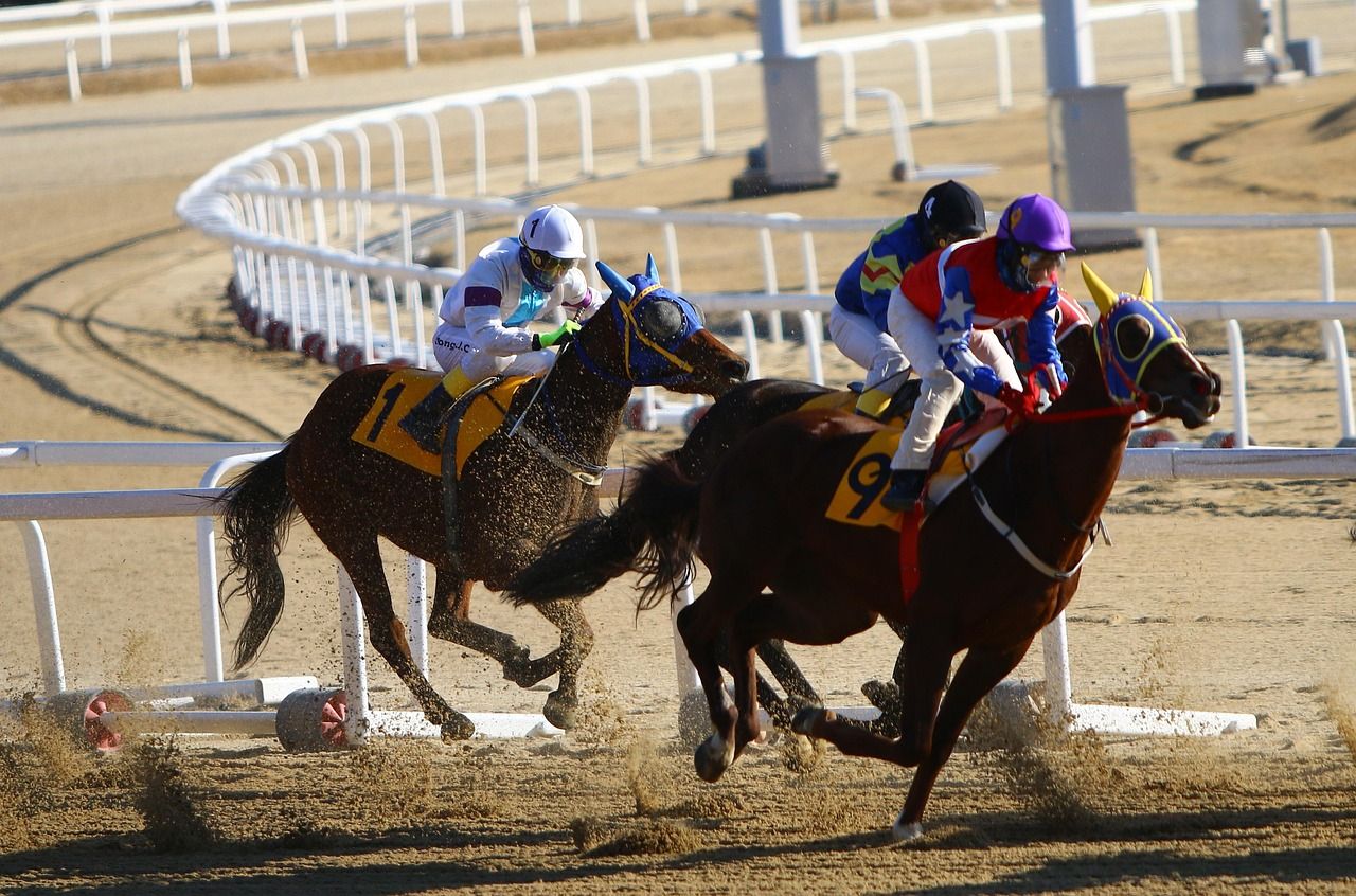 A field of racehorses in competition