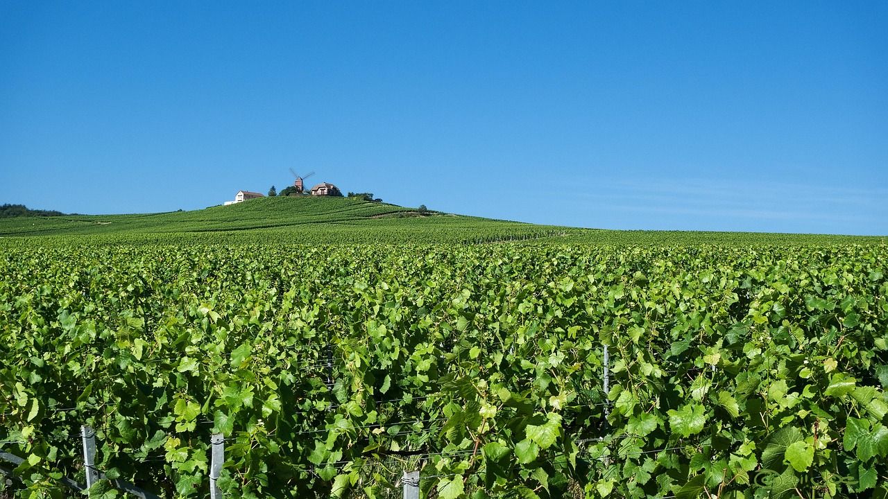 Rolling vineyards in the Champagne region near Reims and Verzenay, France