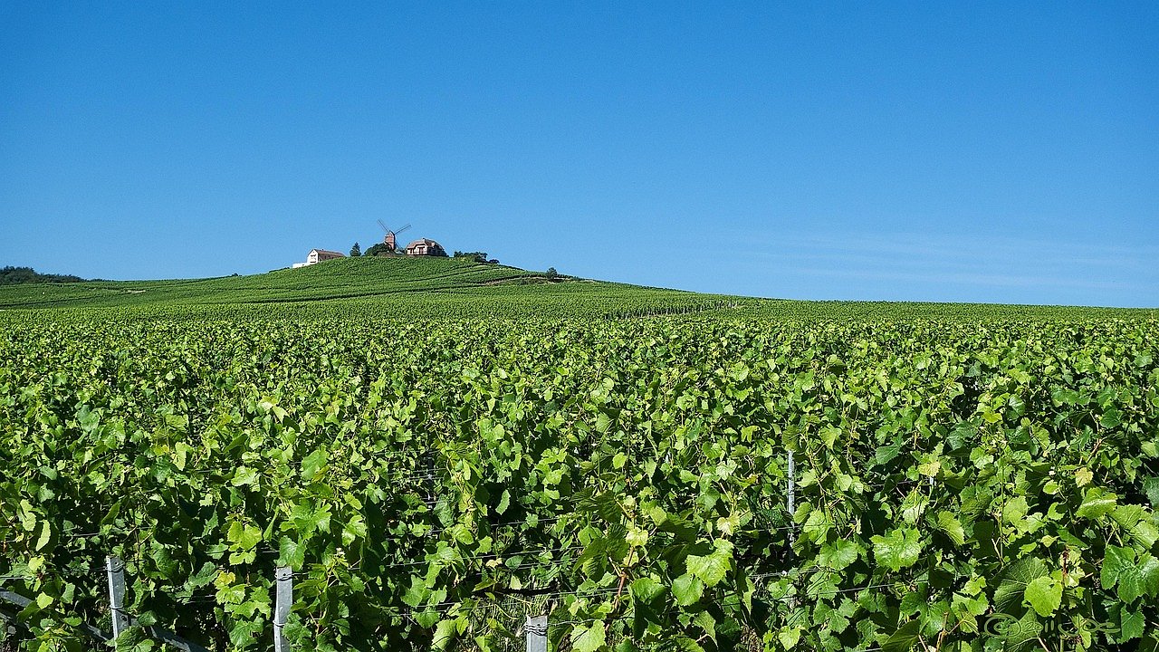 Rolling vineyards in the Champagne region near Reims and Verzenay, France