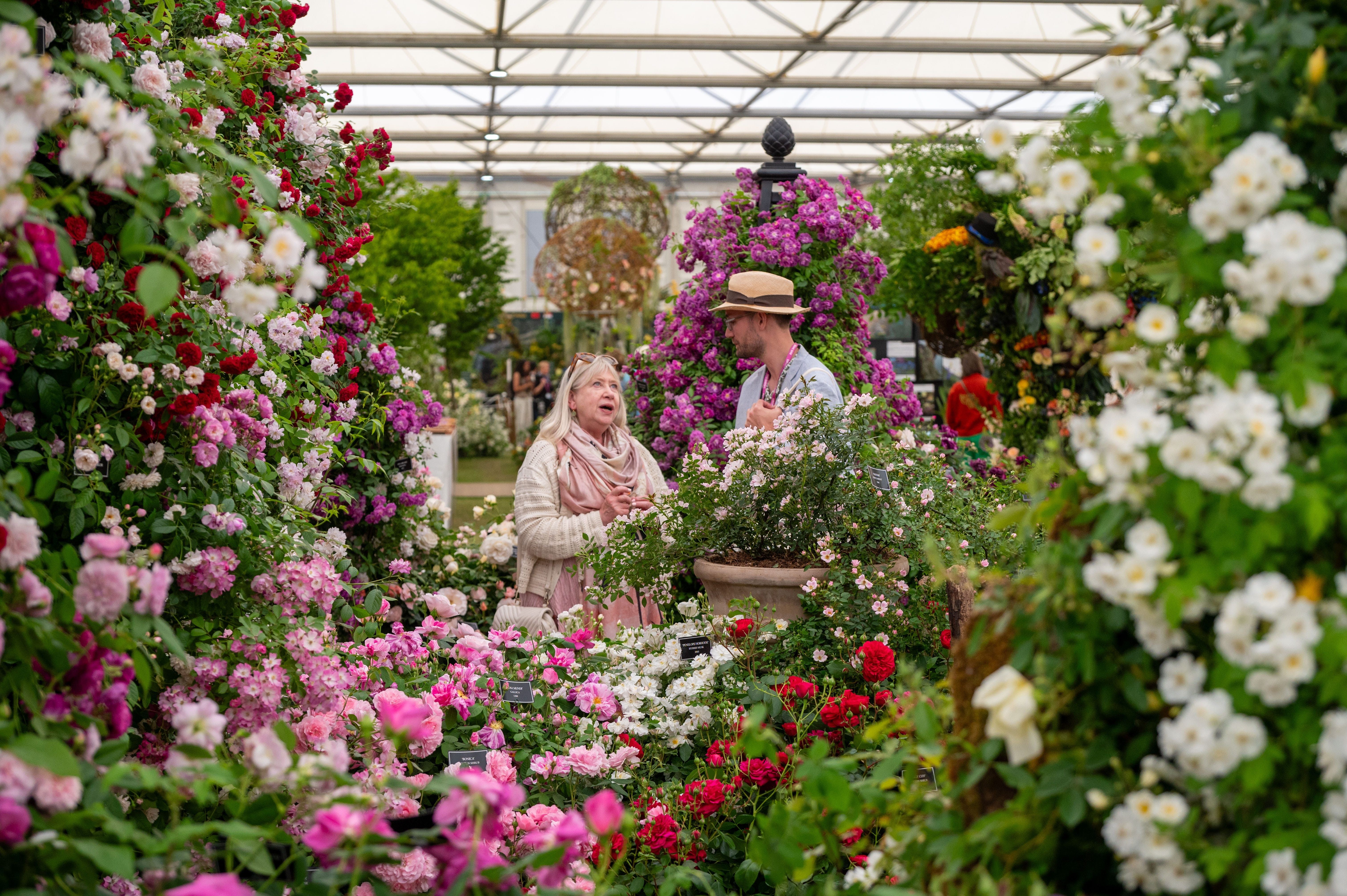 Visitors walking between banks of pink, red and white roses inside the Great Pavilion at the Chelsea Flower Show