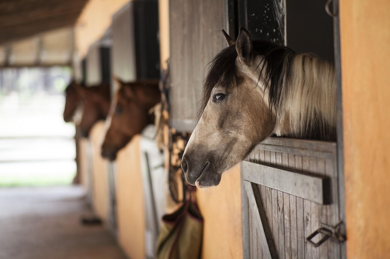Thoroughbred stallion portrait, representing the calibre of horses competing in the Dubai World Cup