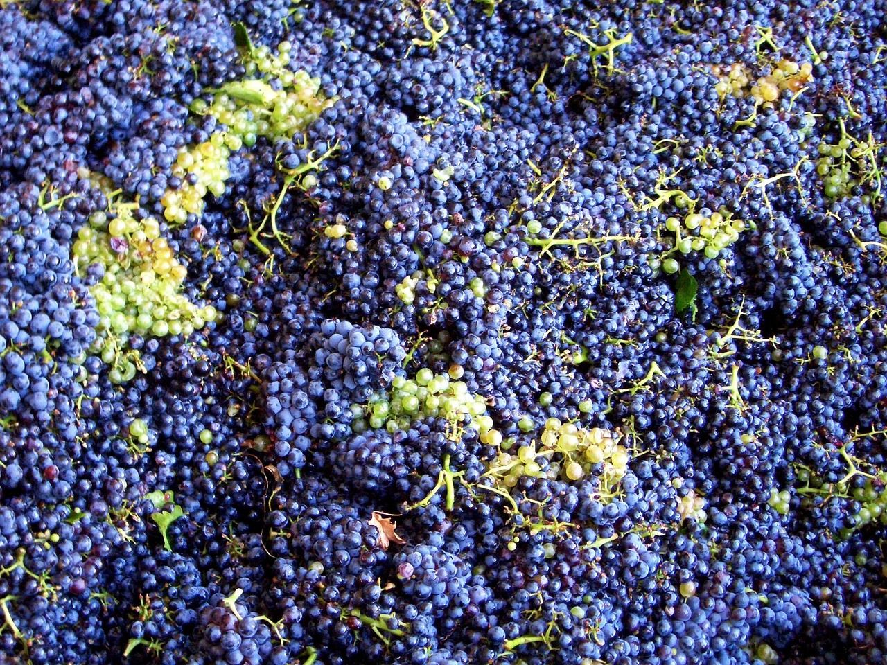 Ripe grapes on the vine ready for harvest in a French vineyard