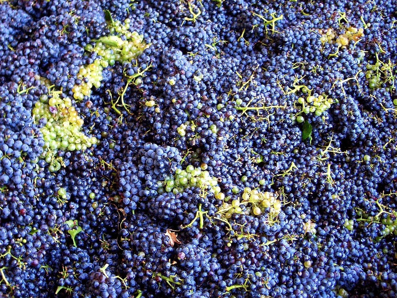 Ripe grapes on the vine ready for harvest in a French vineyard
