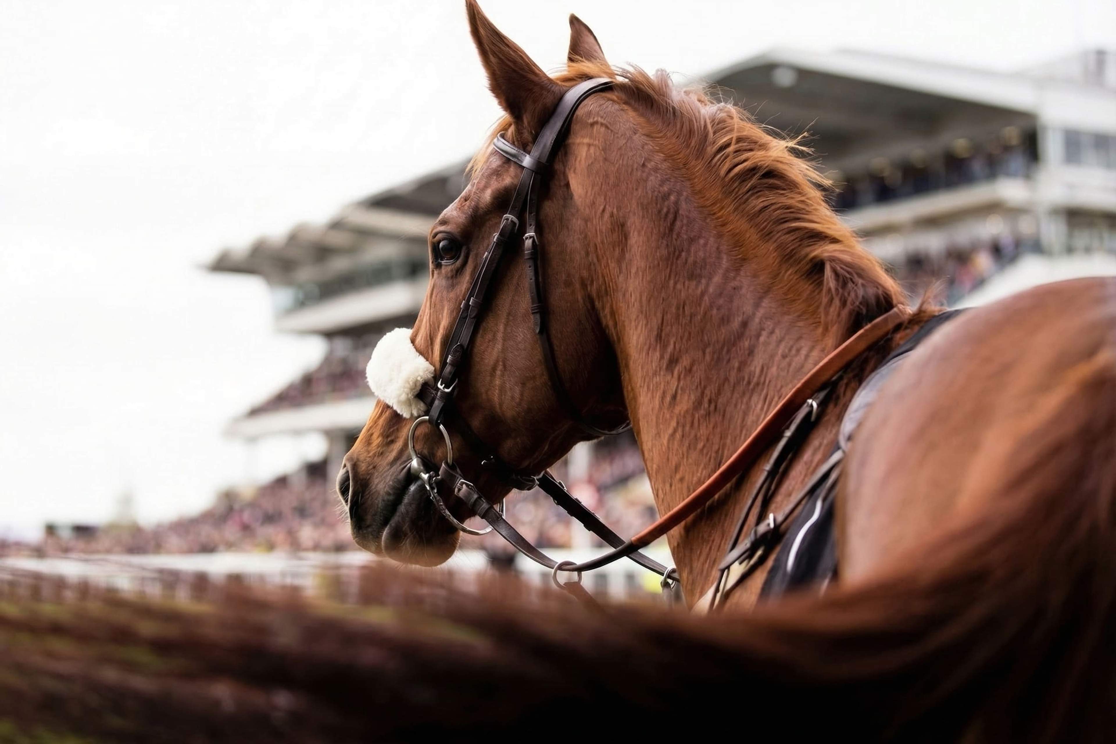 Cheltenham Festival