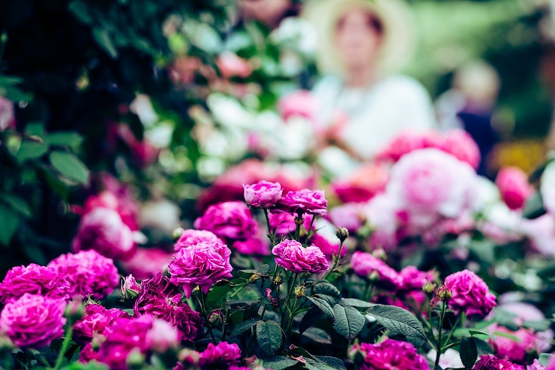 Pink roses in bloom, representative of classic English garden planting