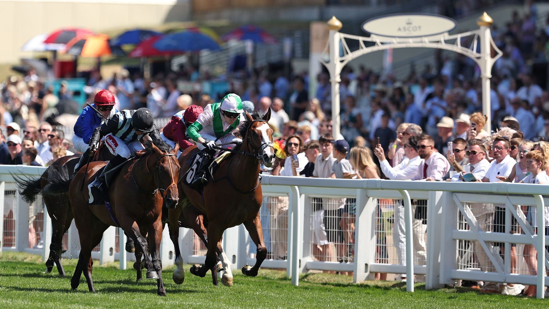 Racehorses competing on the flat