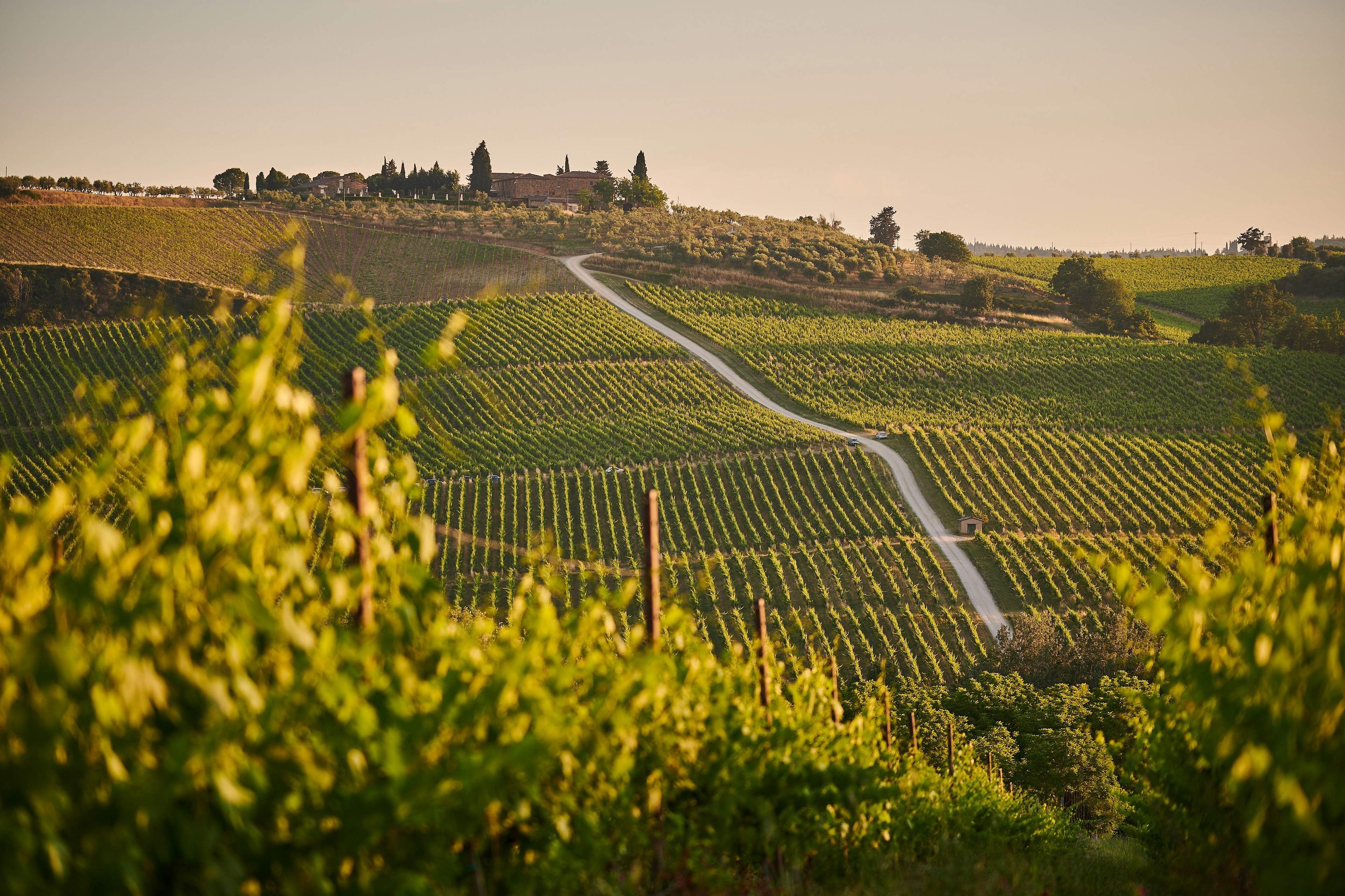 Rows of vines across the Tuscan hills at sunset, with a farmhouse on the ridge