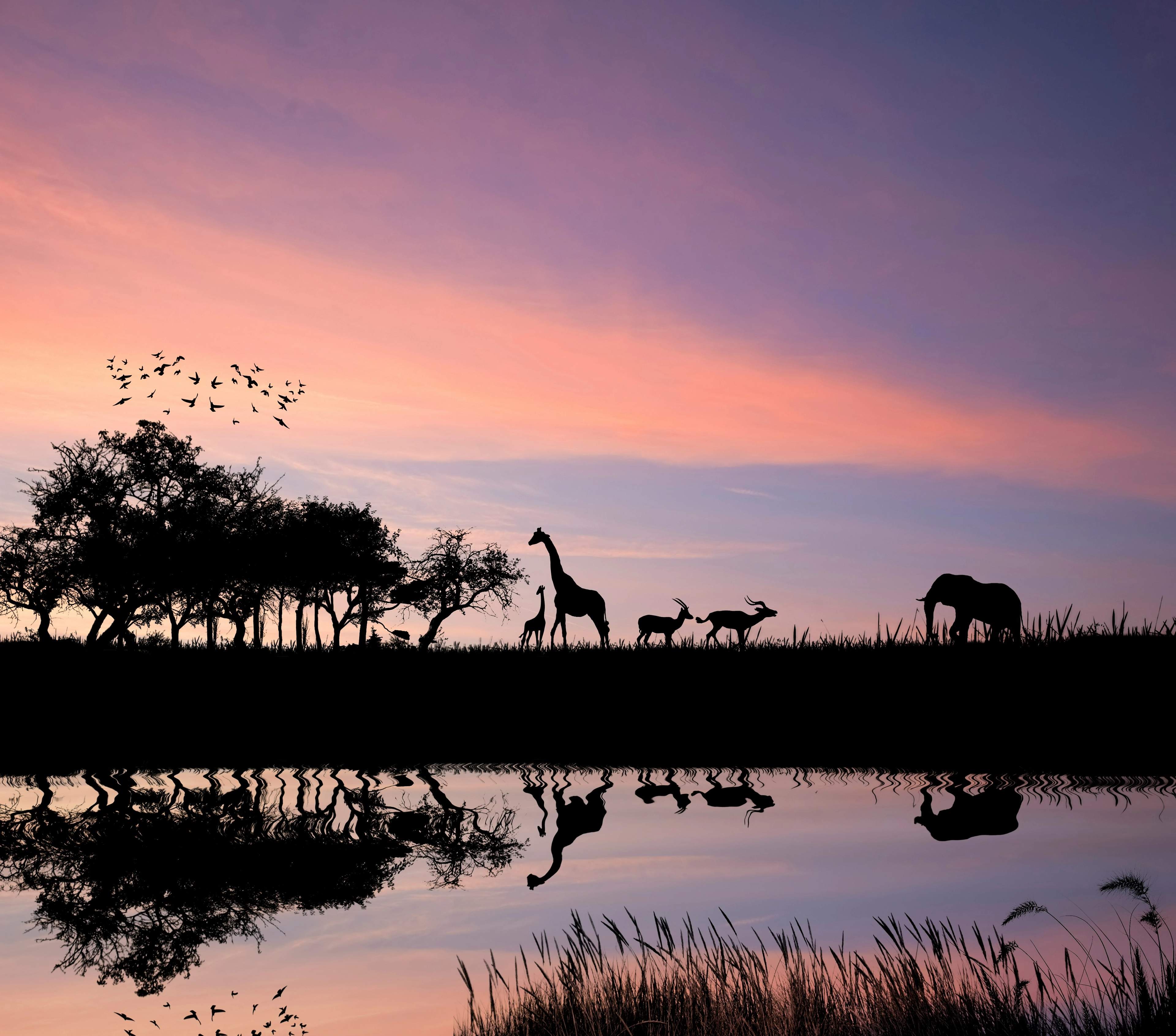 Safari at sunset