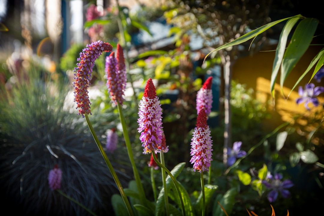 Beautiful pink flowers blooming in a garden