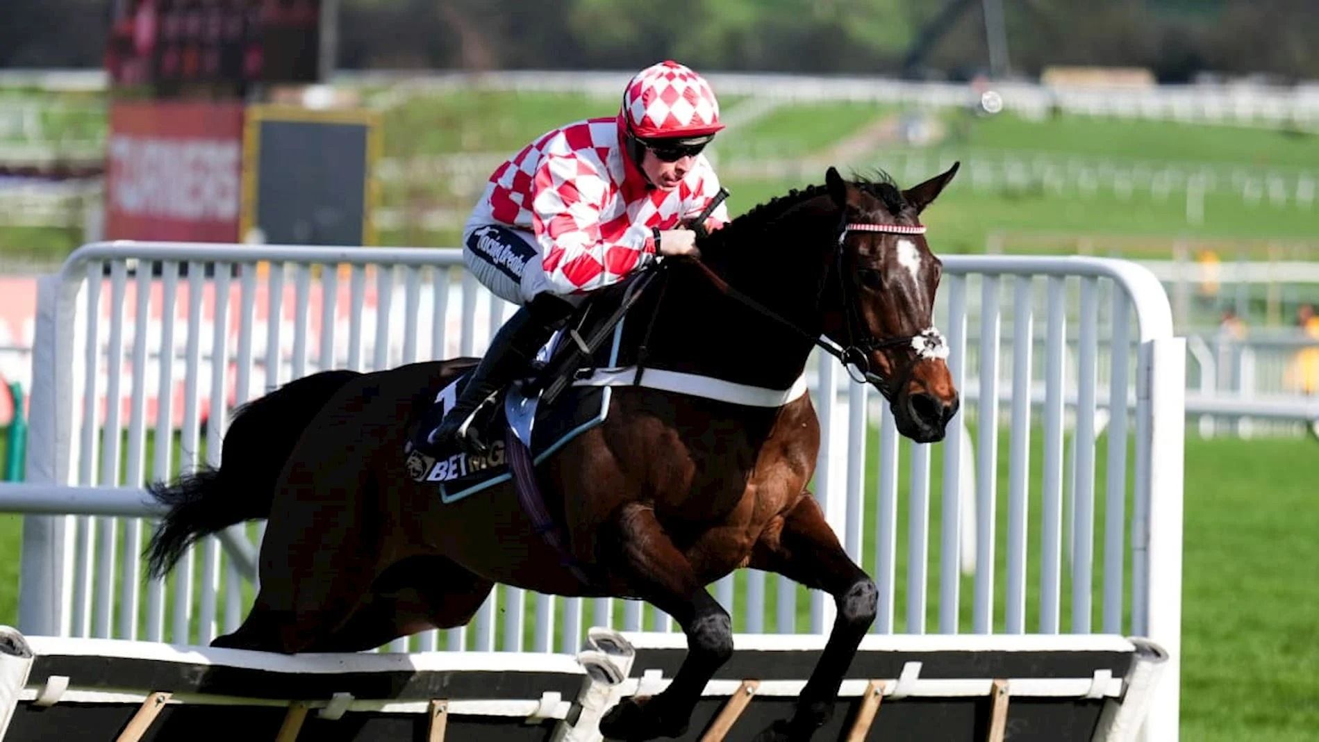 Horse jumping a steeplechase fence, reflecting the origins of National Hunt racing at Cheltenham