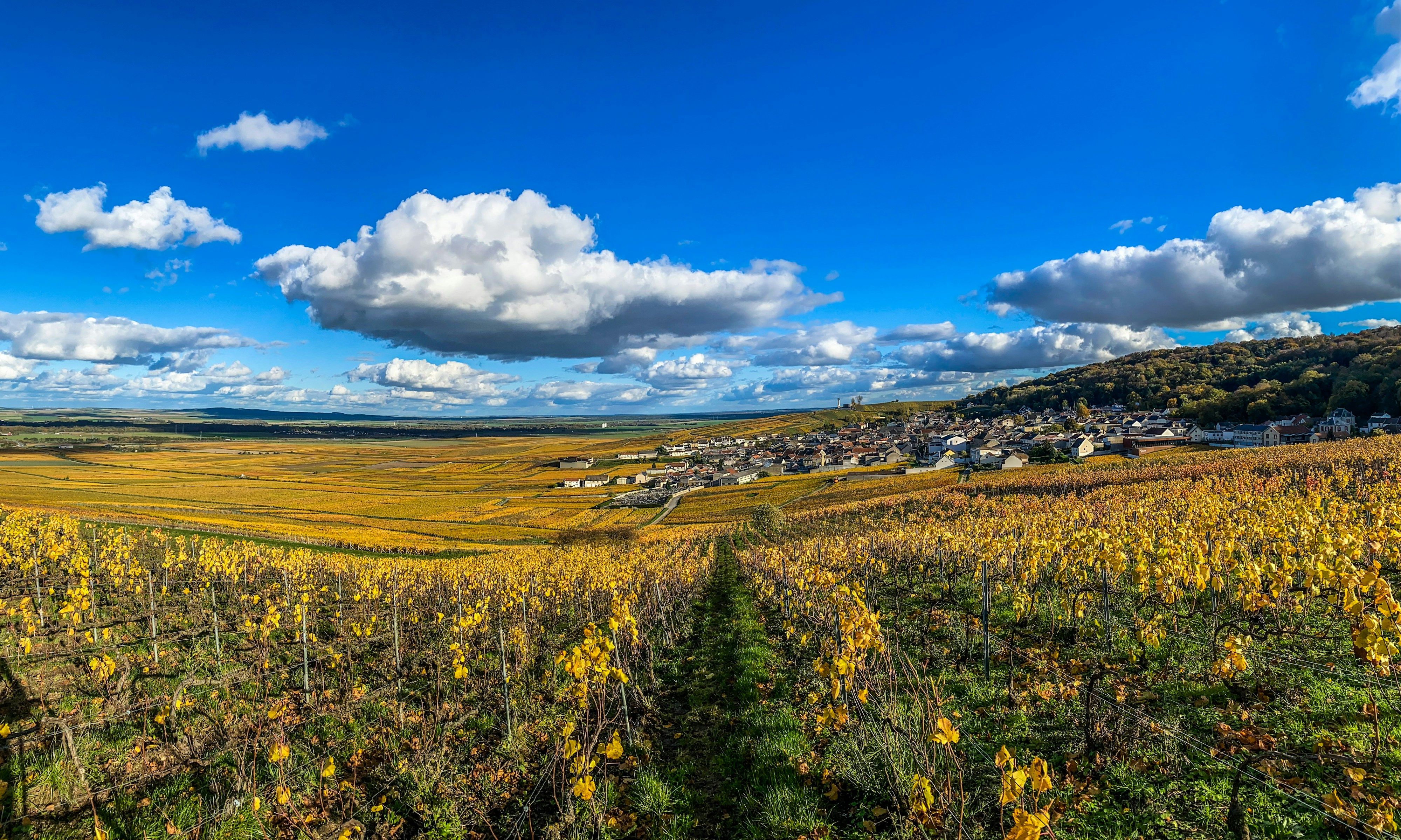 Golden vineyard rows leading toward a distant village in Champagne