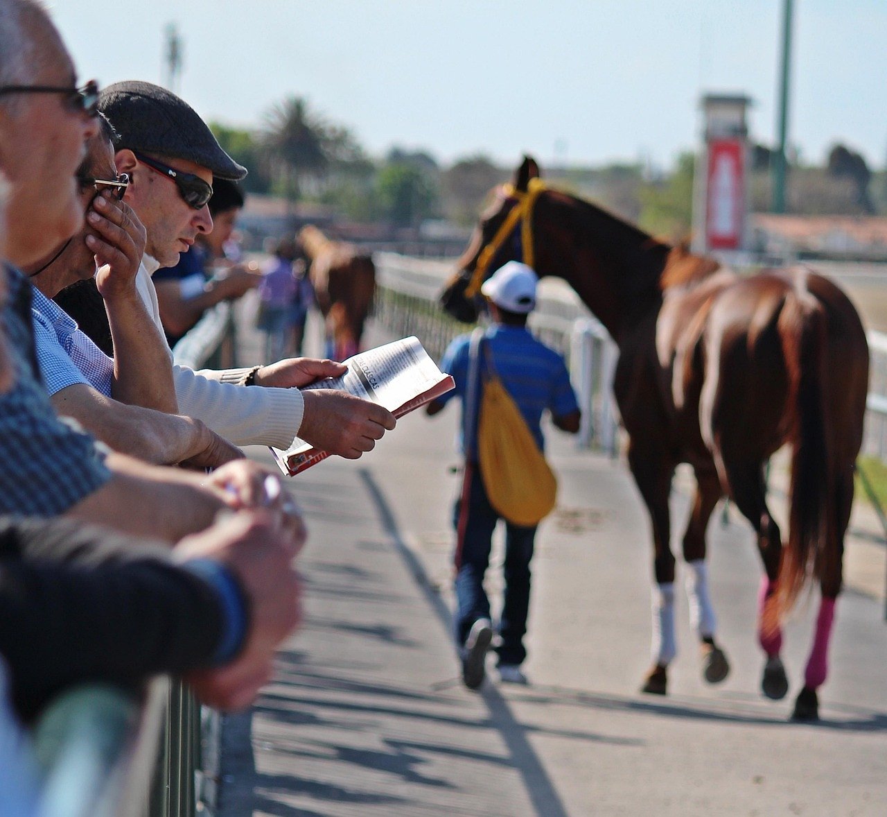 Field of thoroughbred racehorses competing on the track
