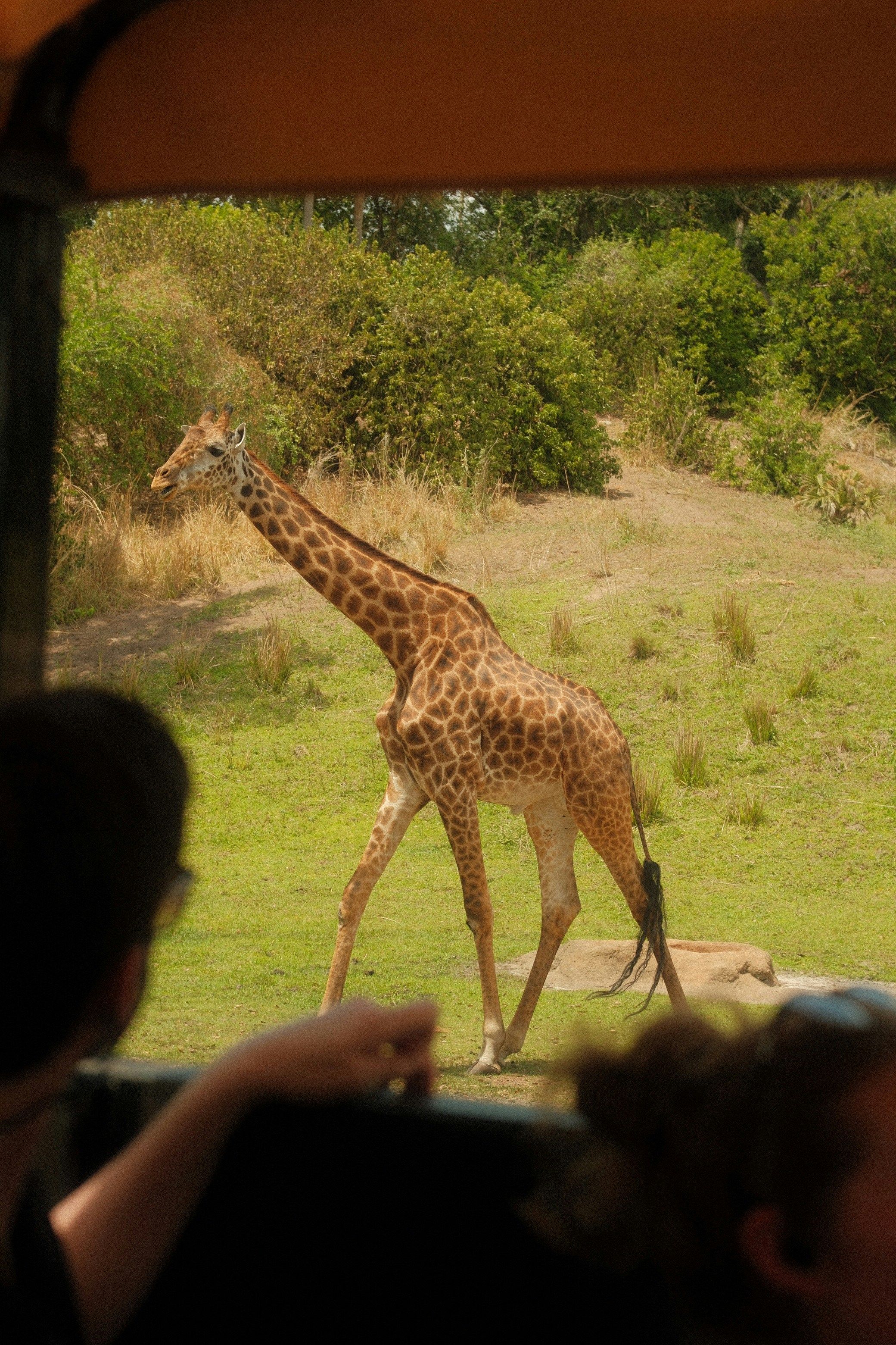 Giraffe through the train window
