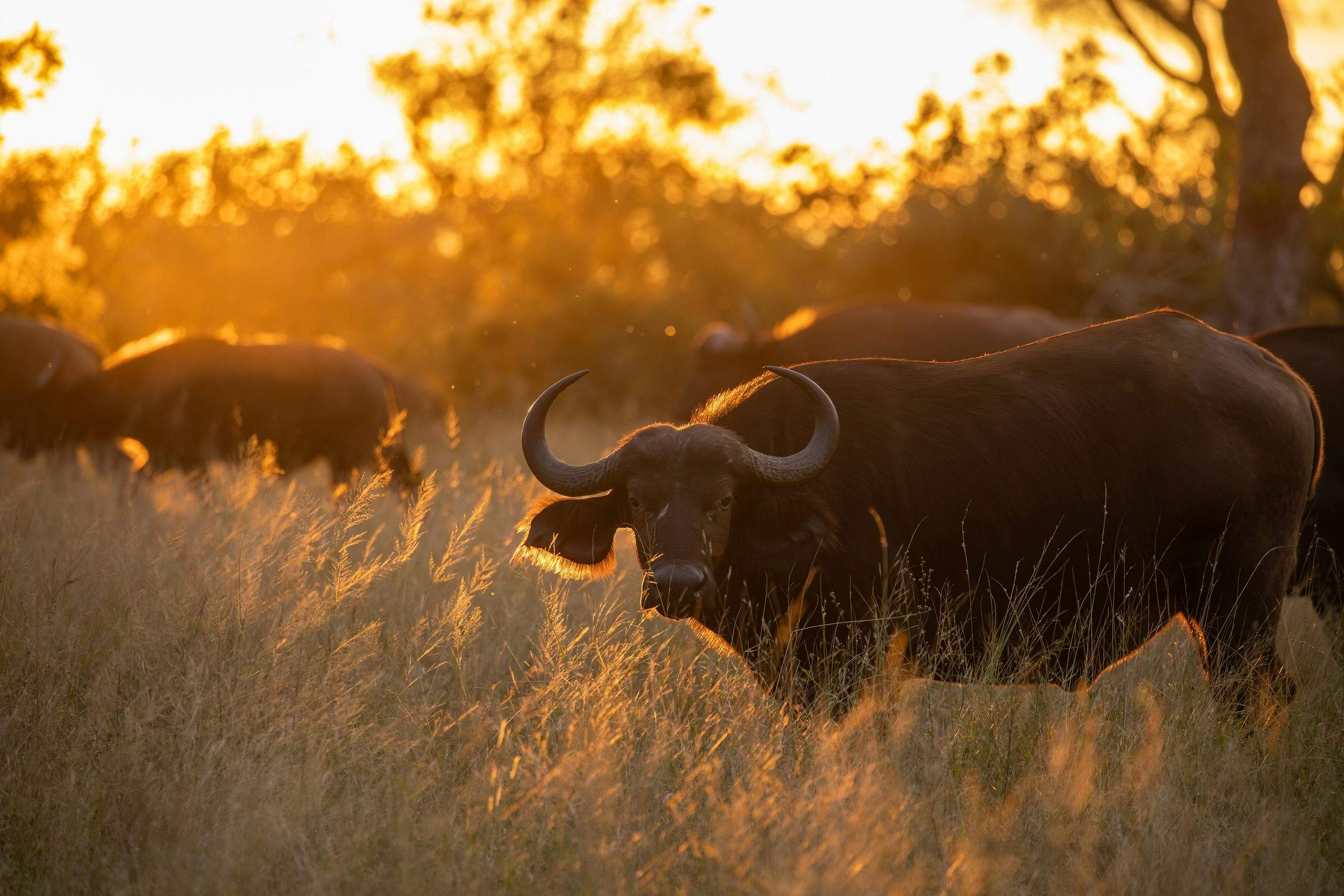 Full Day Game Drive