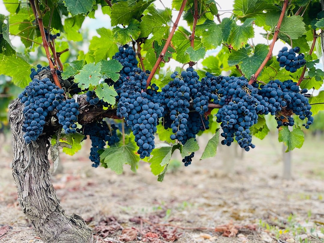 Grapes ripening on the vine in Pomerol, Bordeaux