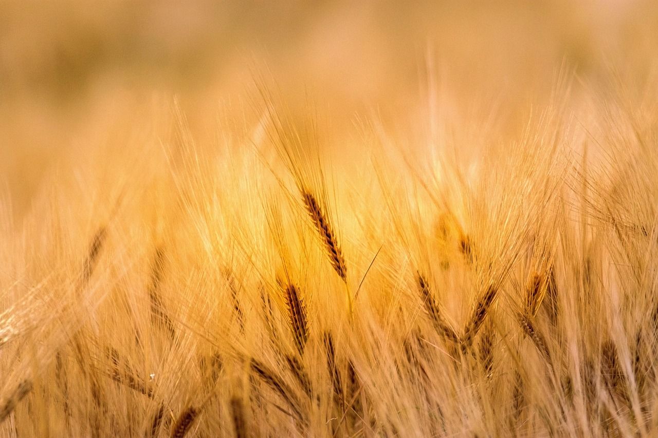 Golden wheat field in rural America, evoking the Oklahoma heartland