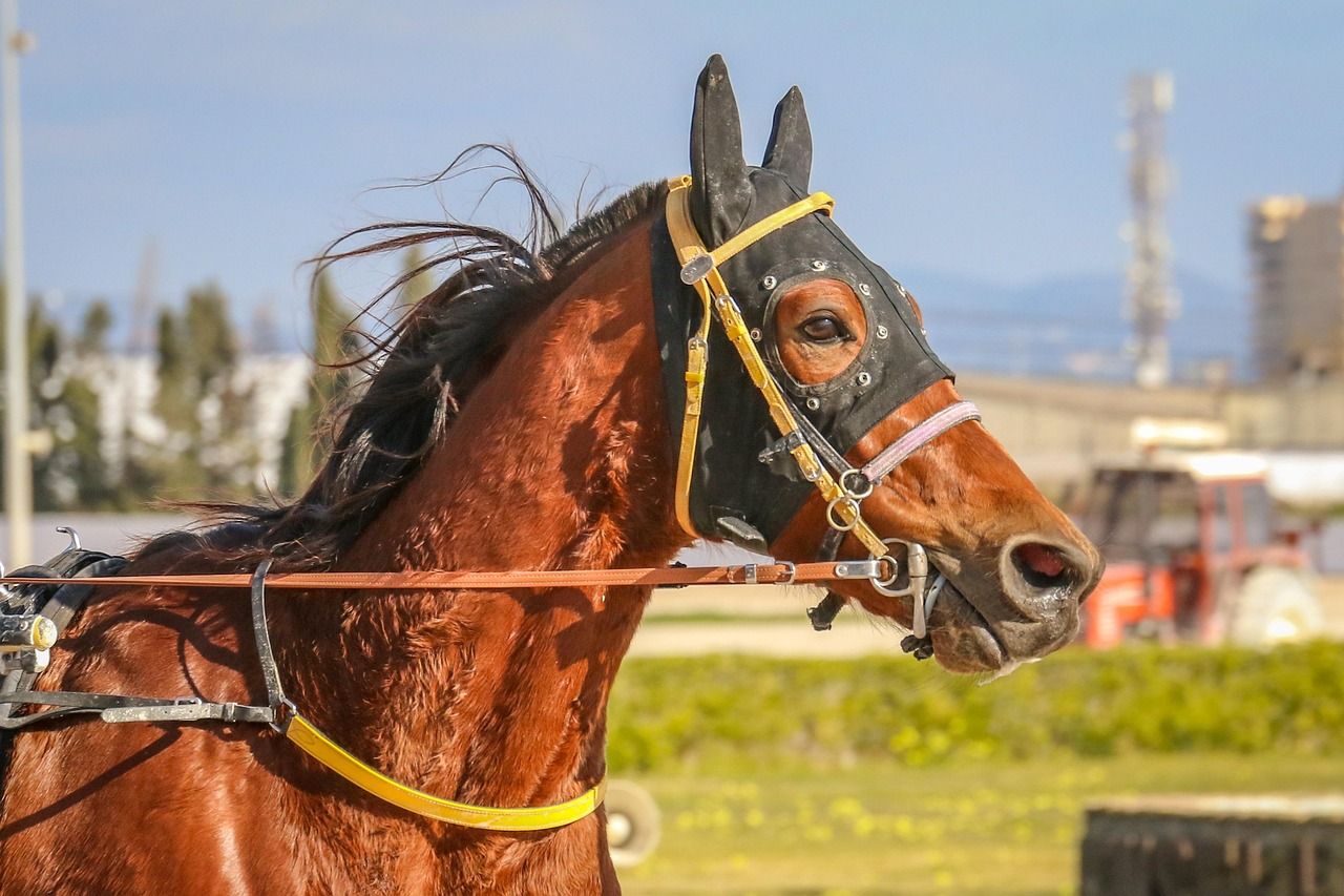 Racehorses competing on the flat