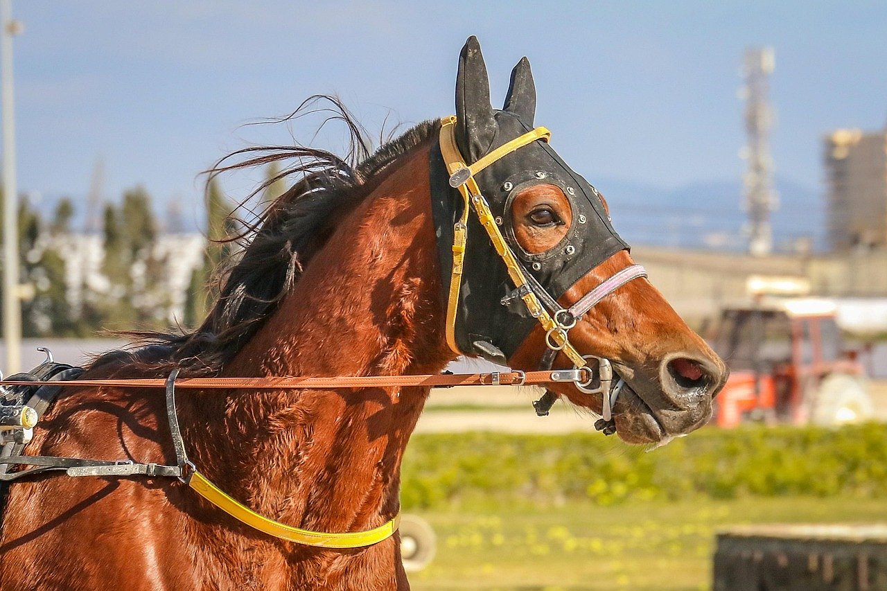 Racehorses competing on the flat