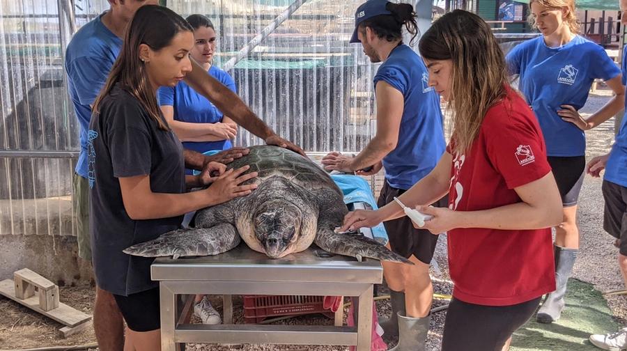 Sea Turtle Rescue Center