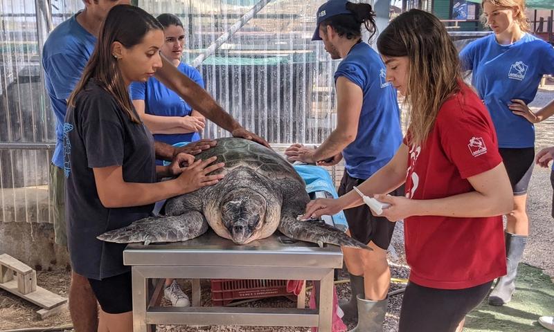 Sea Turtle Rescue Center
