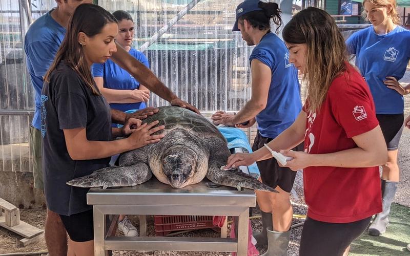 The Sea Turtle Rescue Center in Athens — a marine conservation facility rehabilitating injured Caretta caretta sea turtles