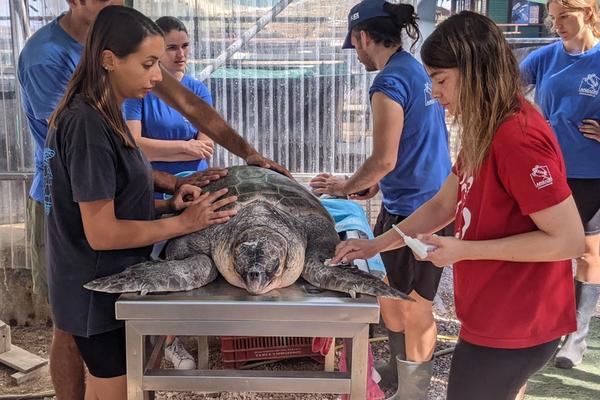 Sea Turtle Rescue Center
