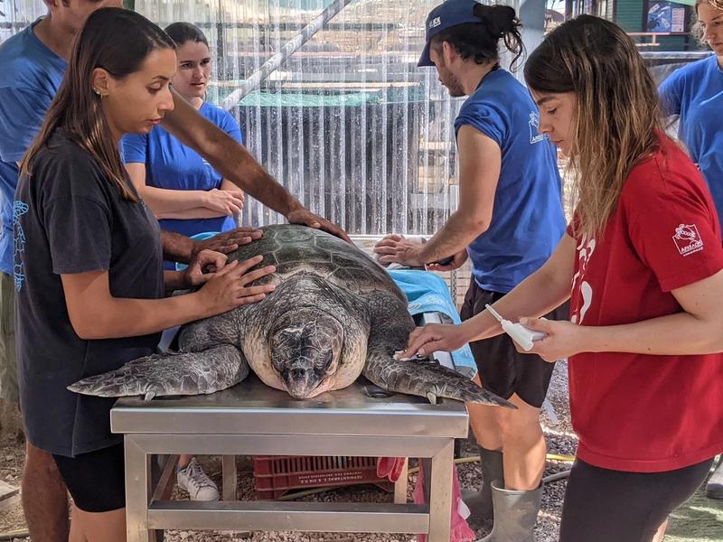 The Sea Turtle Rescue Center in Athens — a marine conservation facility rehabilitating injured Caretta caretta sea turtles