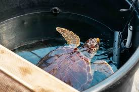 Sea Turtle Rescue Center