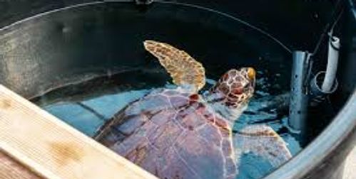 Sea Turtle Rescue Center