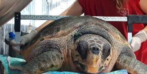 Sea Turtle Rescue Center