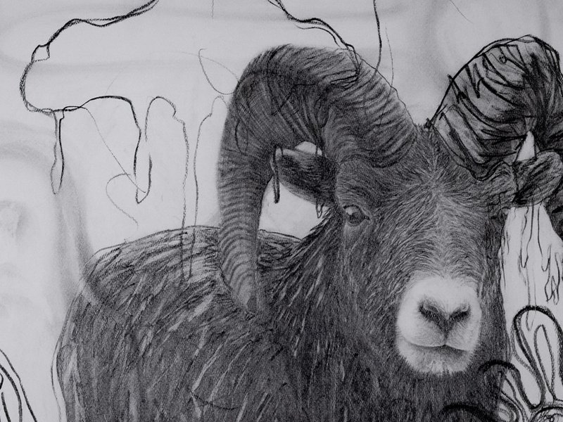 Ram