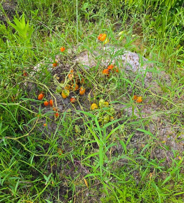 Champ de tomates 