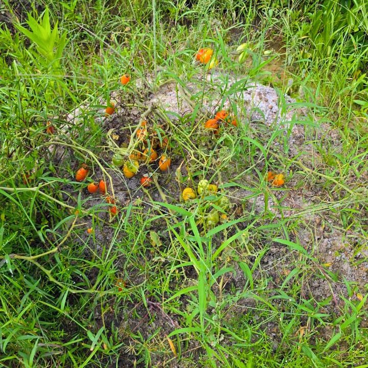 Champ de tomates