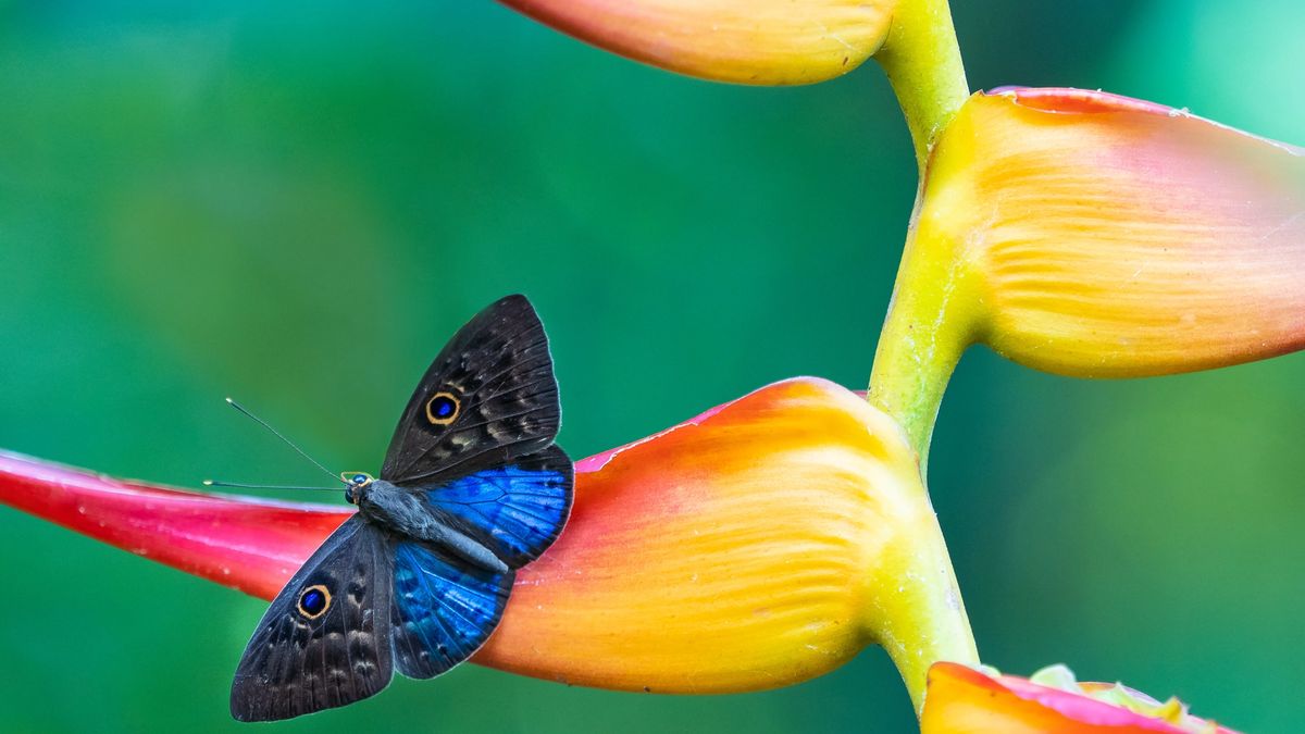 A blue butterfly on a tropical flower