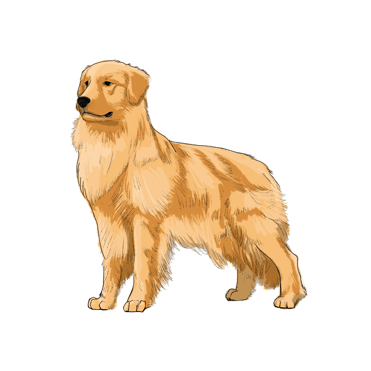 Golden Retriever