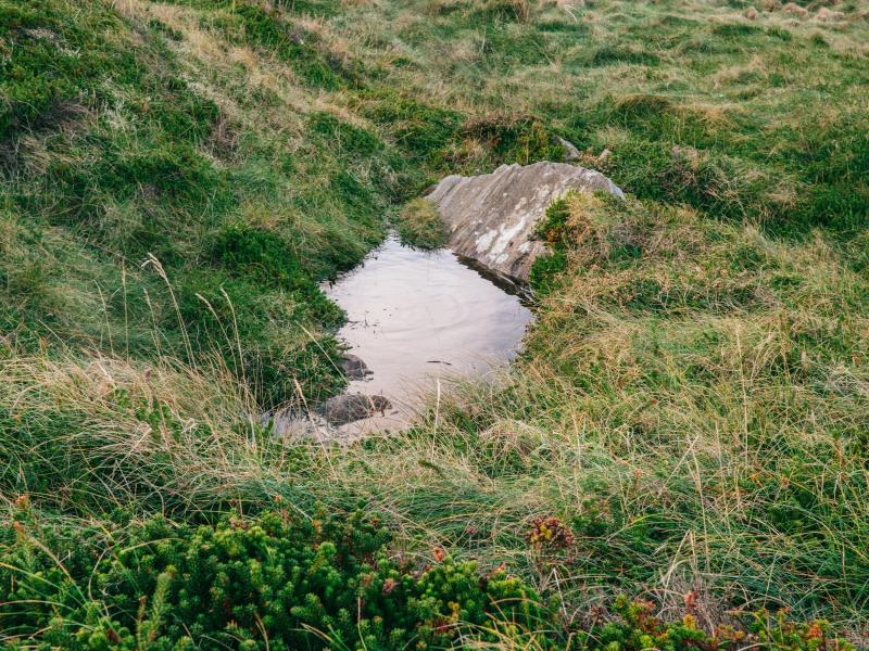 A serene natural landscape showing a still pool of water reflecting the sky, nestled into an uneven patch of wild green grass and moss.