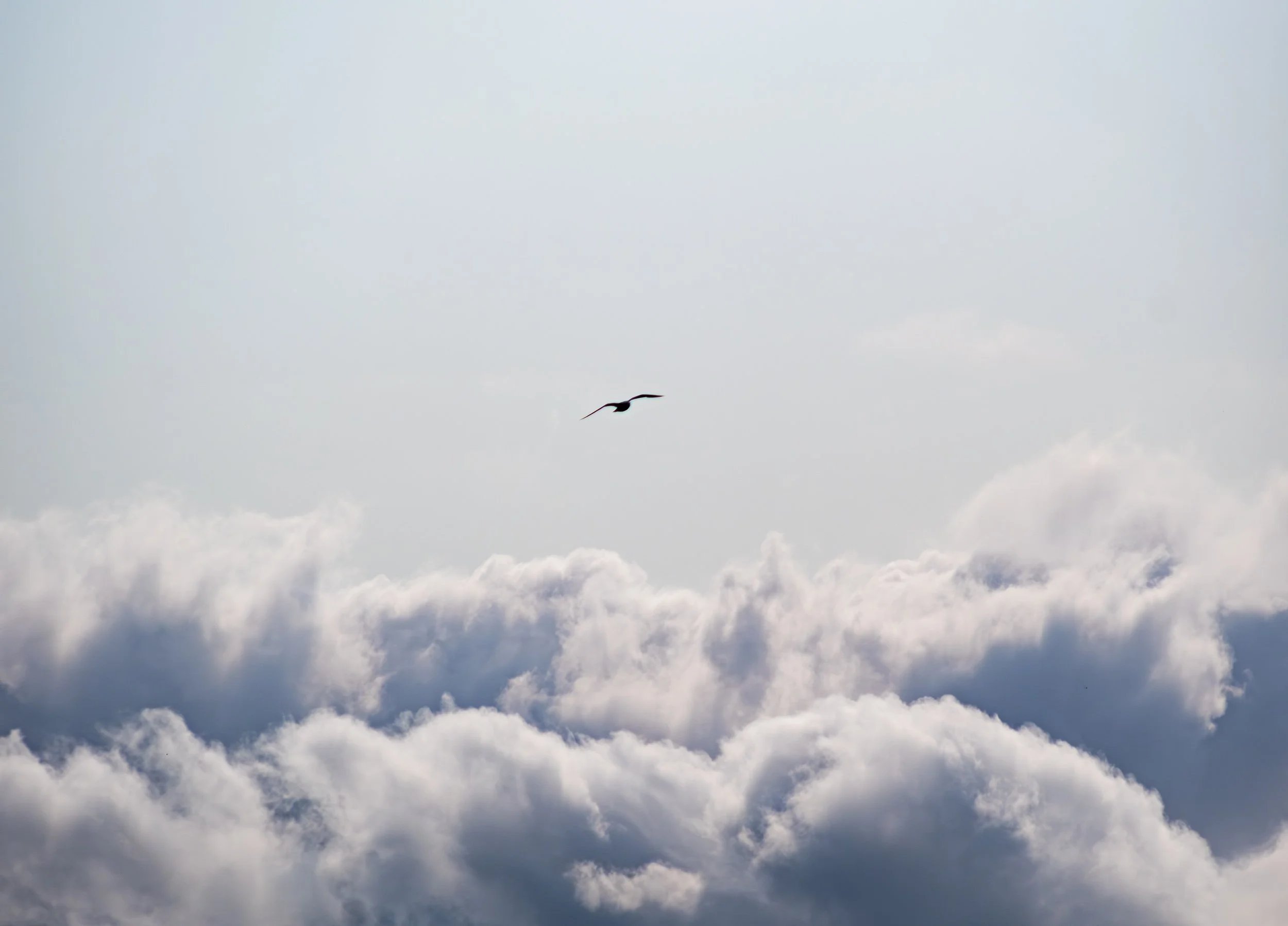 A lone bird glides across a wide, pale sky, high above a dense layer of soft, white clouds, evoking a sense of peace and freedom.