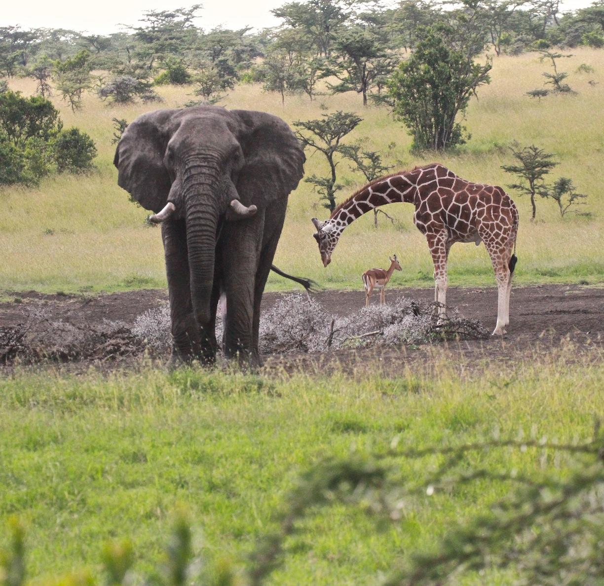 Las siluetas de una jirafa, un: vector de stock (libre de regalías)  2550481249 | Shutterstock, image size:1224x1188