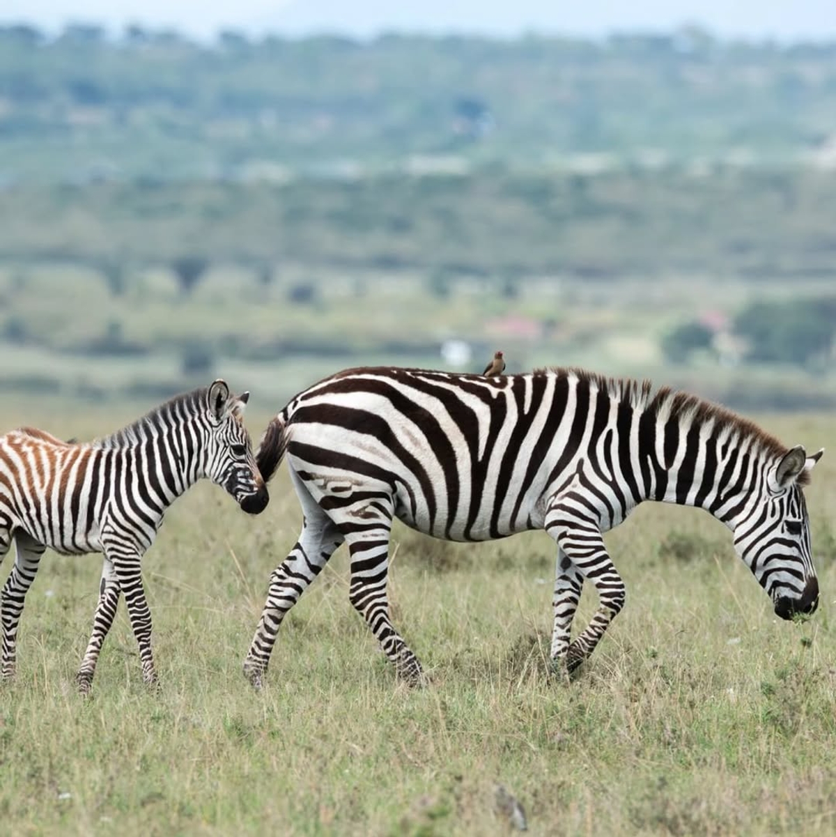 Reach OUT!: Minimum av hva du burde kunne om insekter, image size:1080x1081