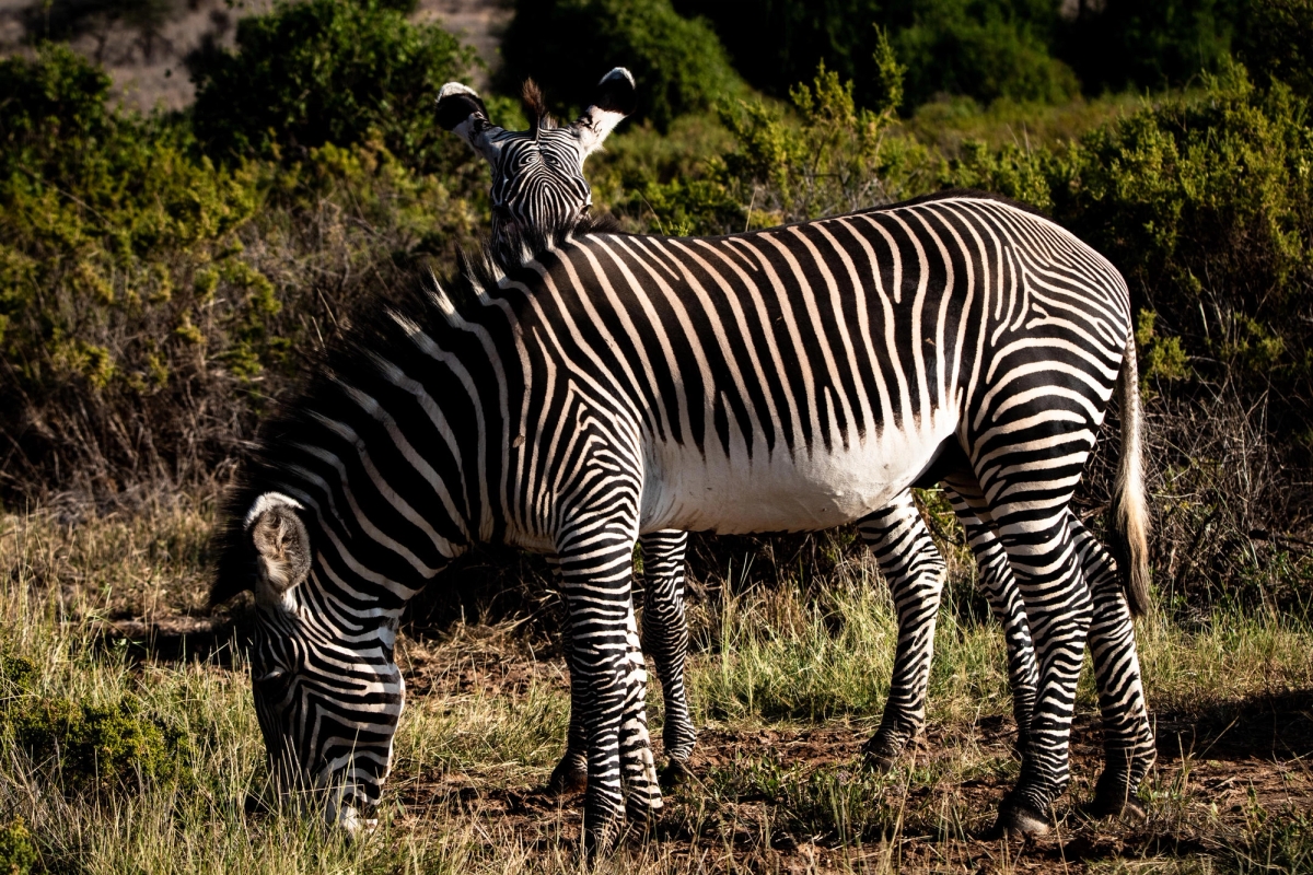 10 Fun Facts About Zebras You Probably Didn't Know
