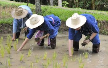 Asian rice worker